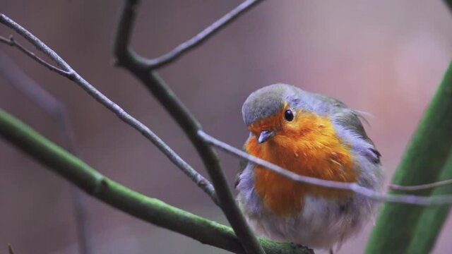 European Robin Perch And Resting On Branch Of Tree In Forest. - closeup