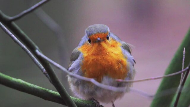 European Robin Sit On Branch Of Tree In Zeist, Netherlands. - closeup