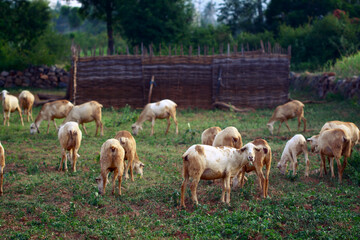 Obraz premium flock of sheep in a field