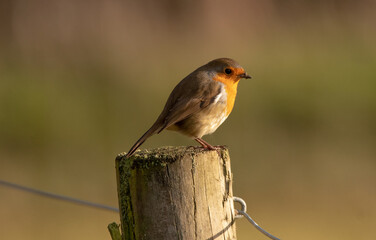 A single robin perching on a fence post with a very blurred background.