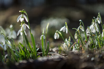 Snowdrop I.