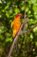 Beautiful variegated red-breasted parakeet taken outdoors.