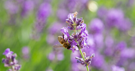 Bee pollinating lavender flower (Lavandula angustifolia)