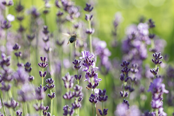 Soft focus bokeh background of Lavender Flowers Field
