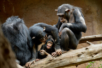 Adults playing with a baby in an apes family.