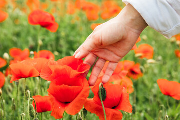 woman hand gentle touching poppy flower