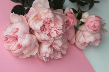 bunch of tender pink roses on the pink and light blue background