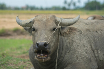 Obraz premium Portrait of a wild water buffalo, laying in a field (Bubalus arnee) 