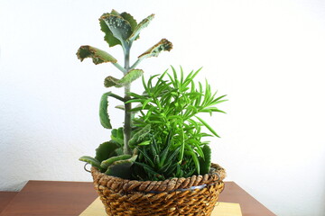 group of mixed succulent plant in basket in white wall background with copy space