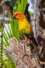 Beautiful variegated red-breasted parakeet taken outdoors.