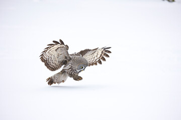 CARABO LAPON - GREAT GREY OWL (Strix nebulosa)