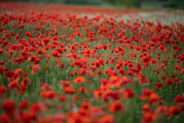 Poppy field III.