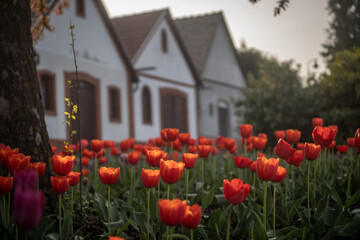 Tulips in front of the cellars II.