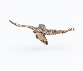 CARABO LAPON - GREAT GREY OWL (Strix nebulosa)