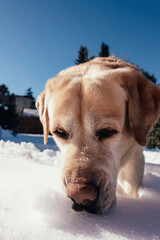 Close-up of a labrador retriever sniffing in the snow. Animal concept. Winter concept.