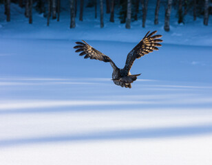 CARABO LAPON - GREAT GREY OWL (Strix nebulosa)