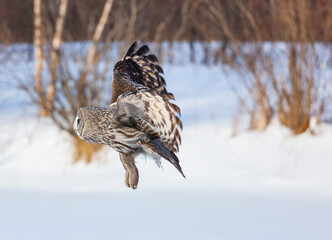 CARABO LAPON - GREAT GREY OWL (Strix nebulosa)
