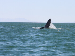  Gray whale rolling over and doing a ＂whale slap＂ in San Ignacio Lagoon， Baja， Mexico