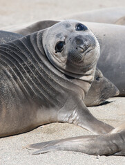 baby sea-lion pups gray shiny plump adorable big eyes wrinkles m