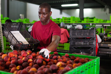 Portrait of focused diligent cheerful positive African workman preparing harvested peaches for transportation on fruit farm