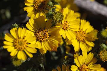 Close up of bunch of yellow tar weed, wild flowers in Baja, Mexico