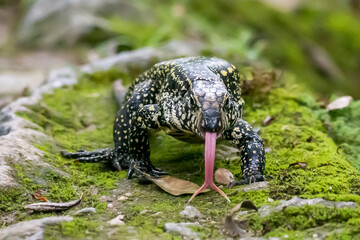Teju lizard on the rainforest ground in Serrinha do Alambari