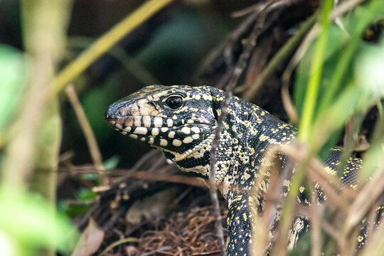 Teju lizard on the rainforest ground in Serrinha do Alambari