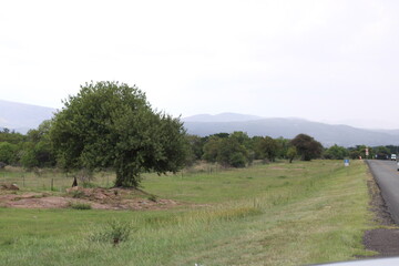 Obraz premium Lone Tree and a mountain range on the side of the road