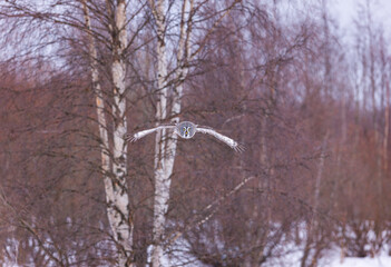 CARABO LAPON - GREAT GREY OWL (Strix nebulosa)