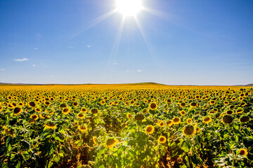 Fields of sunflowers growing in North Dakota