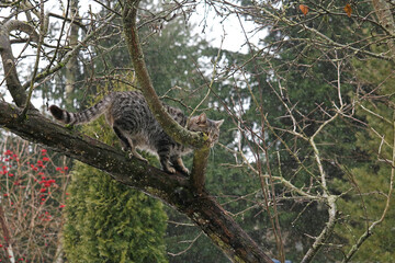 wild cat hunting in the forest	