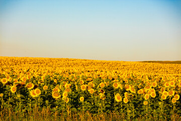 Fields of sunflowers growing in North Dakota