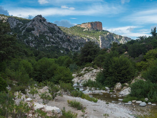 Obraz premium View of dry flumineddu river on hiking trail to Gola Su Gorropu gorge and green forest landscape of Supramonte Mountains with limestone rock and mediterranean vegetation, Nuoro, Sardinia, Italy