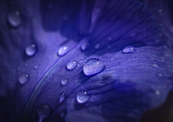 rain drops on the leaf of a flower