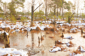 Alter Baumstamm im Moor