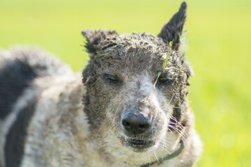Portrait of a funny dog's face, covered in mud, outdoors
