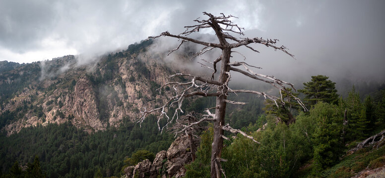 Corsica, panorama dalla foresta di Figarella, Calenzana, Francia