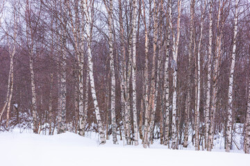 CARABO LAPON - GREAT GREY OWL (Strix nebulosa)