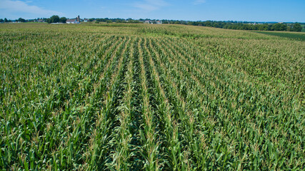 Aerial View for Rows of Corn Growing and Farms under a Beautiful Summer Sky