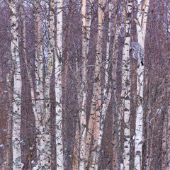 CARABO LAPON - GREAT GREY OWL (Strix nebulosa)