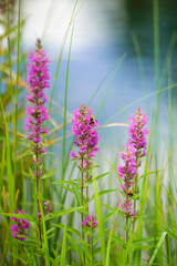 Grass and flowers on lake turgoyak