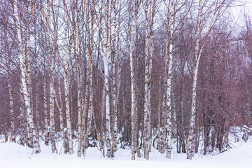 CARABO LAPON - GREAT GREY OWL (Strix nebulosa)