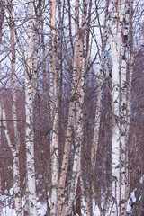 Fototapeta premium CARABO LAPON - GREAT GREY OWL (Strix nebulosa)