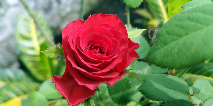 Red rose flower high resolution images stock