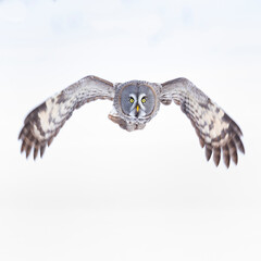 CARABO LAPON - GREAT GREY OWL (Strix nebulosa)