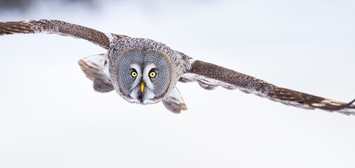 CARABO LAPON - GREAT GREY OWL (Strix nebulosa)