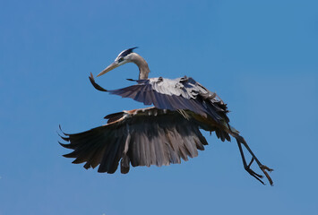 Blue heron comes in for a landing