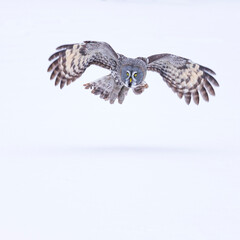CARABO LAPON - GREAT GREY OWL (Strix nebulosa)