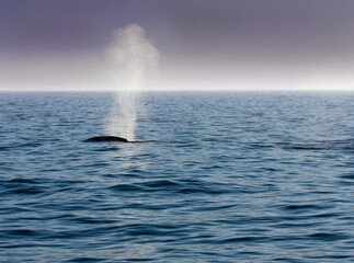 Fototapeta premium Blue whale blows in morning mist closer
