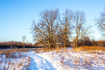 Track under snow go to tree row